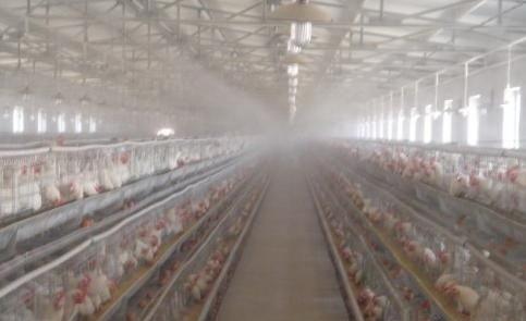Poultry Farming House Chicken Foggy Spray Water Misting Spray System
