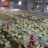 Pan Feeding Line For Broiler Farming